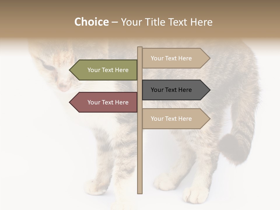 Grooming Smoke Sleep PowerPoint Template