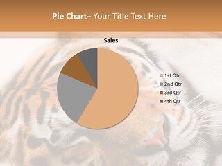 Striped Carnivore Big PowerPoint Template