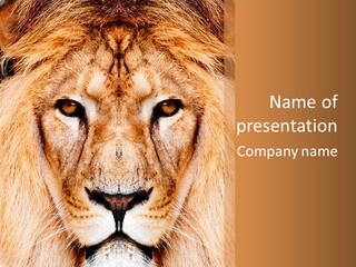 Cunning Zoo Elevated PowerPoint Template