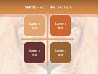 Cunning Zoo Elevated PowerPoint Template