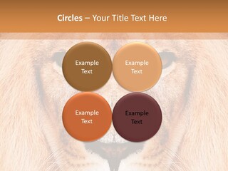 Cunning Zoo Elevated PowerPoint Template