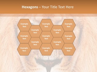 Cunning Zoo Elevated PowerPoint Template