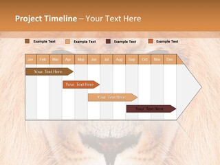 Cunning Zoo Elevated PowerPoint Template