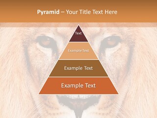 Cunning Zoo Elevated PowerPoint Template