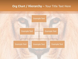 Cunning Zoo Elevated PowerPoint Template