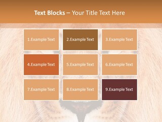 Cunning Zoo Elevated PowerPoint Template