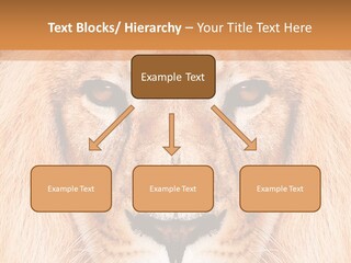 Cunning Zoo Elevated PowerPoint Template