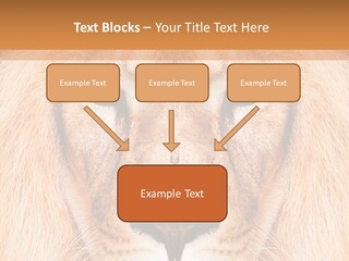 Cunning Zoo Elevated PowerPoint Template