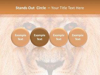 Cunning Zoo Elevated PowerPoint Template