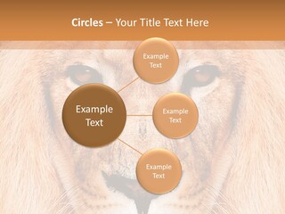 Cunning Zoo Elevated PowerPoint Template