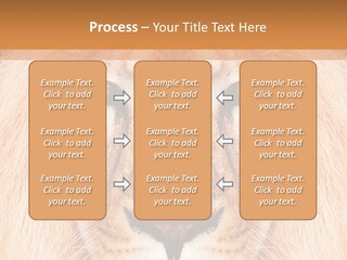Cunning Zoo Elevated PowerPoint Template