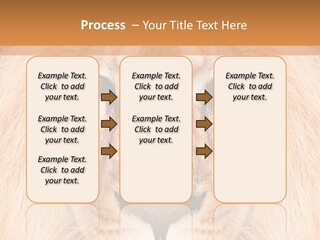 Cunning Zoo Elevated PowerPoint Template