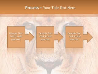 Cunning Zoo Elevated PowerPoint Template