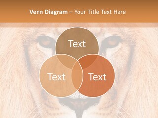 Cunning Zoo Elevated PowerPoint Template