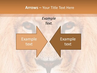 Cunning Zoo Elevated PowerPoint Template