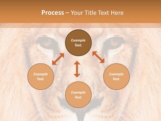 Cunning Zoo Elevated PowerPoint Template