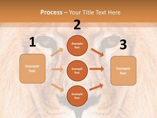 Cunning Zoo Elevated PowerPoint Template