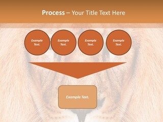 Cunning Zoo Elevated PowerPoint Template