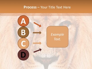 Cunning Zoo Elevated PowerPoint Template