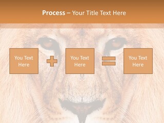 Cunning Zoo Elevated PowerPoint Template