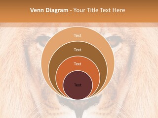 Cunning Zoo Elevated PowerPoint Template