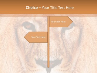 Cunning Zoo Elevated PowerPoint Template