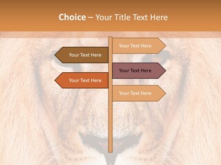 Cunning Zoo Elevated PowerPoint Template