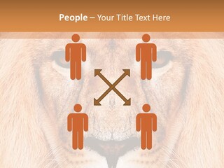 Cunning Zoo Elevated PowerPoint Template