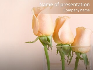 Glamour Pursuit Petal PowerPoint Template