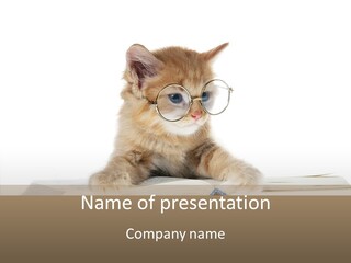 Pretty Pet Whiskers PowerPoint Template