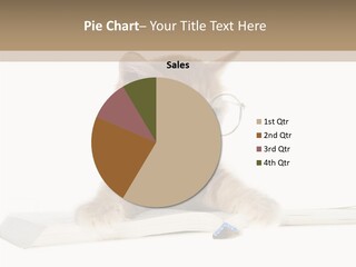 Pretty Pet Whiskers PowerPoint Template