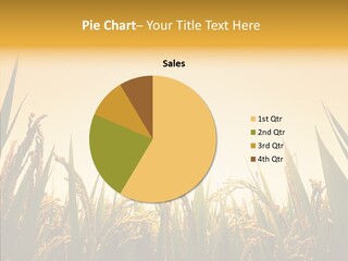 Field Nature Flowers PowerPoint Template