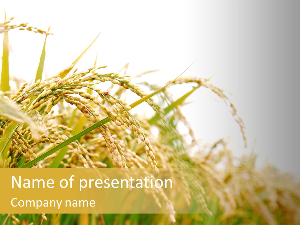 Agriculture Plantation Detail PowerPoint Template