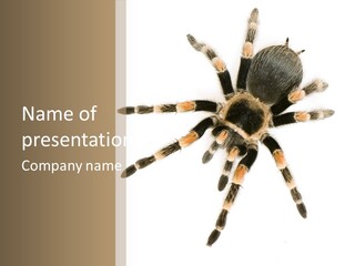 Arachnid Wild Poisonous PowerPoint Template