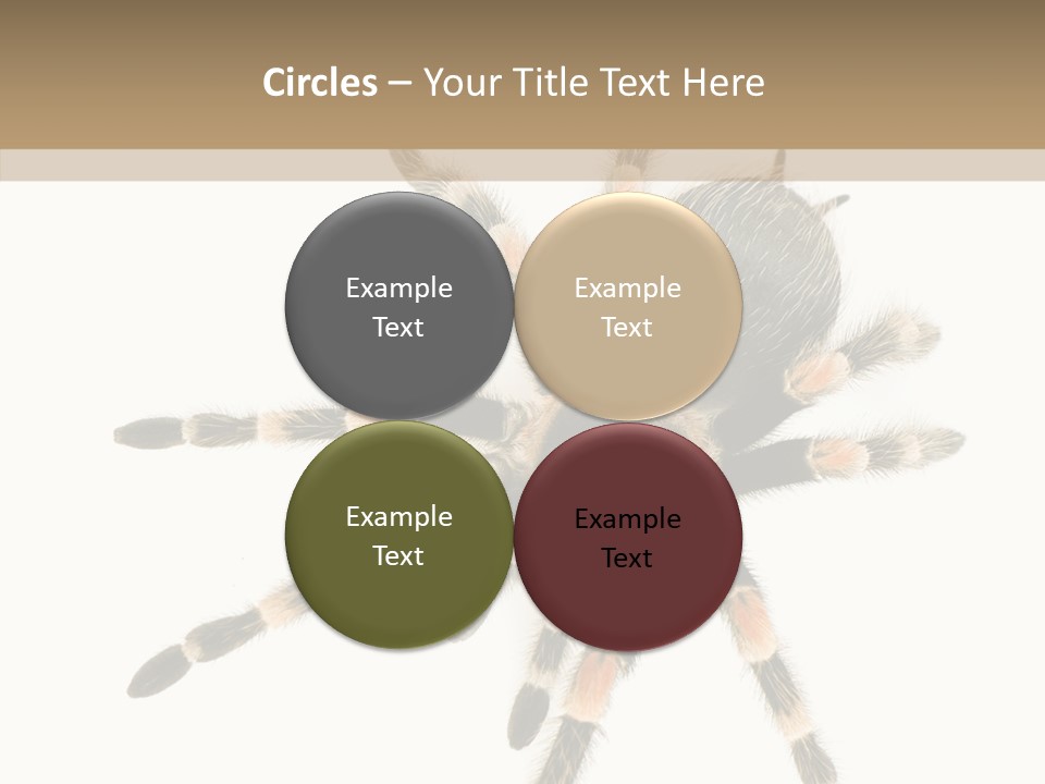 Arachnid Wild Poisonous PowerPoint Template