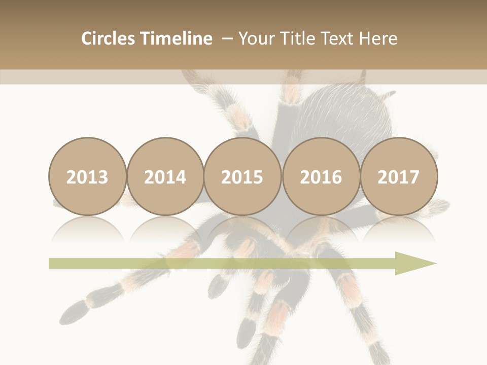 Arachnid Wild Poisonous PowerPoint Template