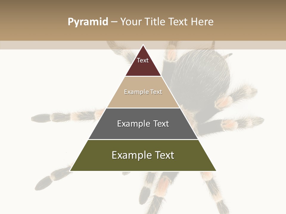 Arachnid Wild Poisonous PowerPoint Template