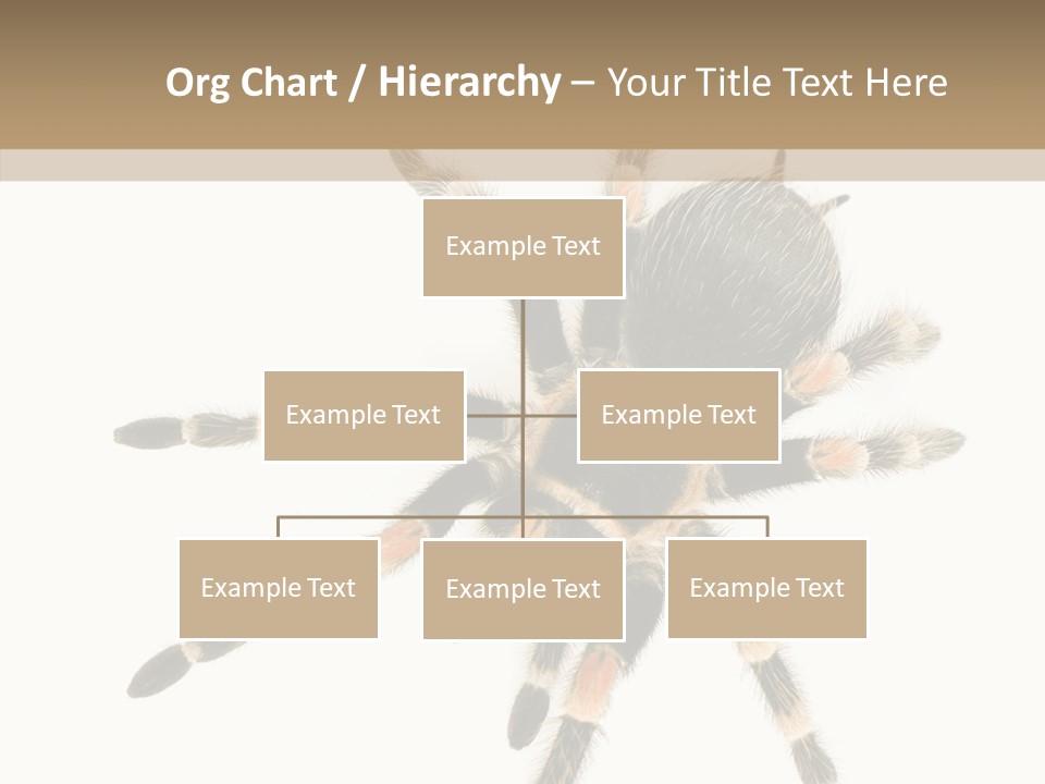 Arachnid Wild Poisonous PowerPoint Template