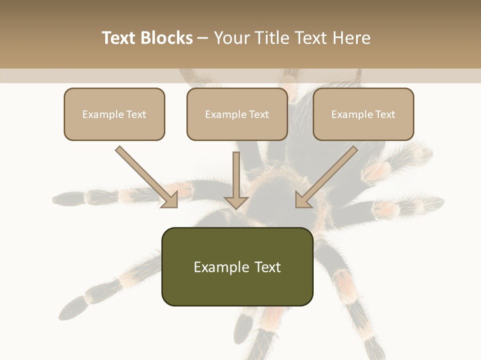 Arachnid Wild Poisonous PowerPoint Template