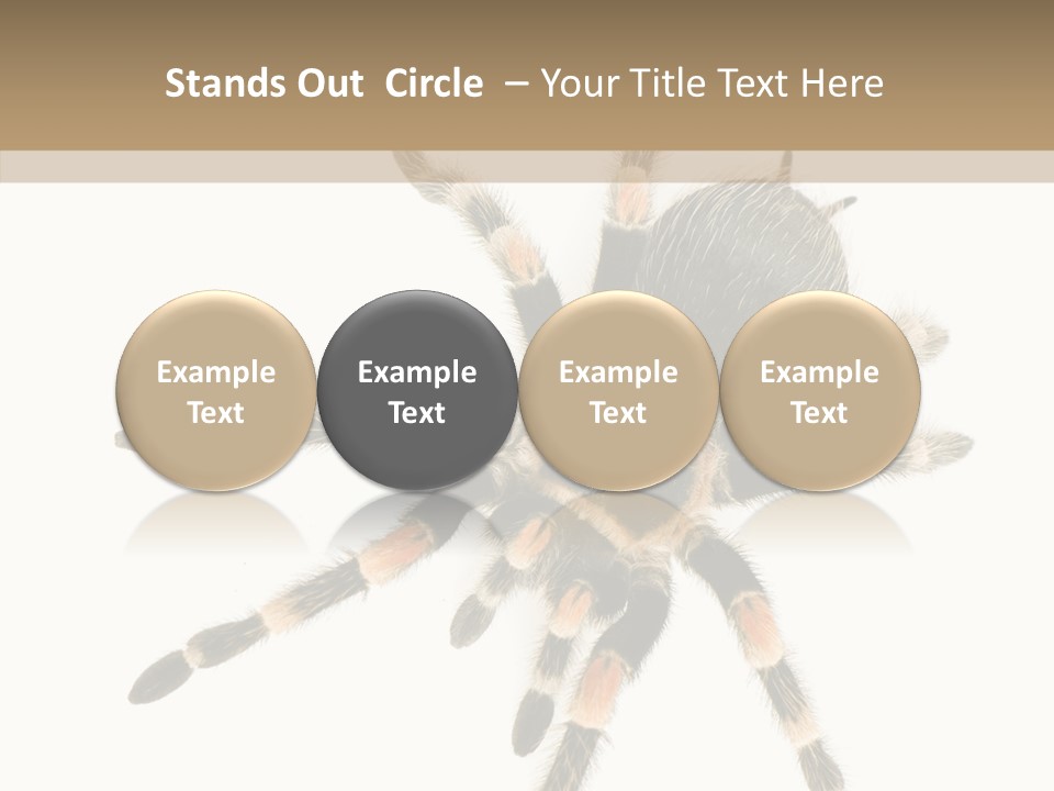 Arachnid Wild Poisonous PowerPoint Template