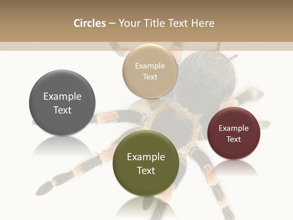 Arachnid Wild Poisonous PowerPoint Template