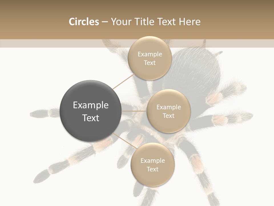 Arachnid Wild Poisonous PowerPoint Template