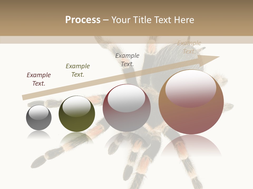 Arachnid Wild Poisonous PowerPoint Template