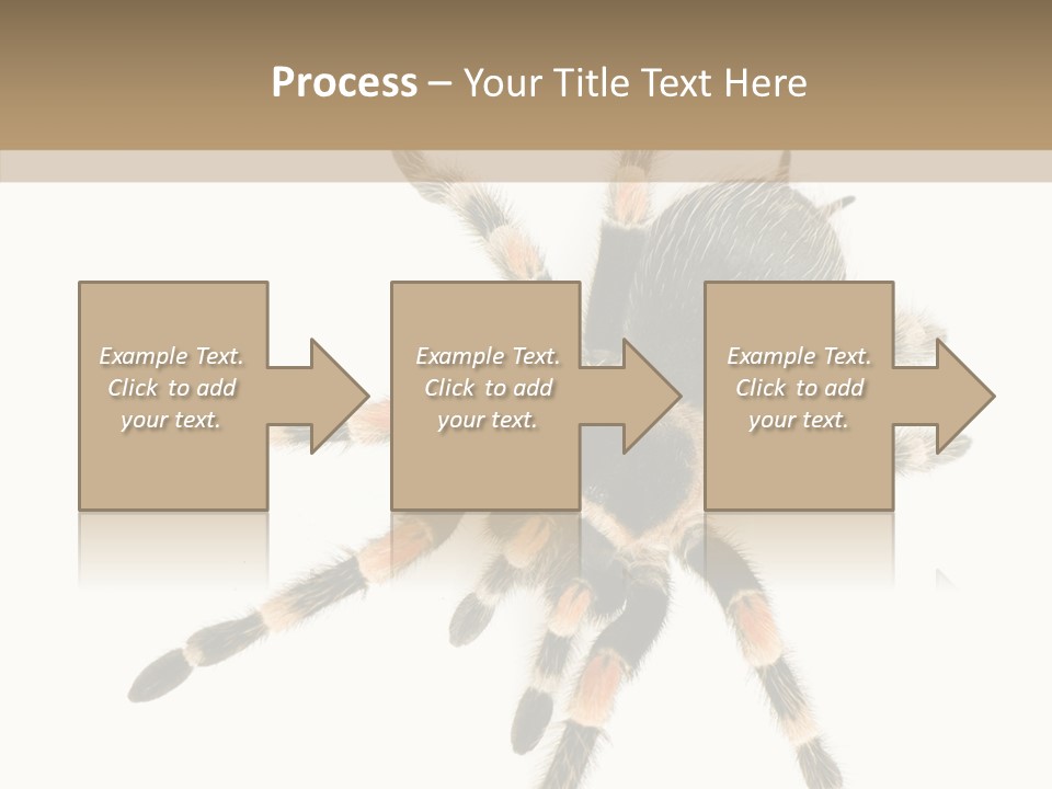 Arachnid Wild Poisonous PowerPoint Template