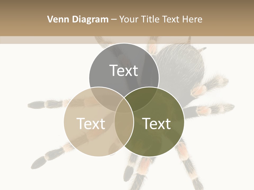 Arachnid Wild Poisonous PowerPoint Template