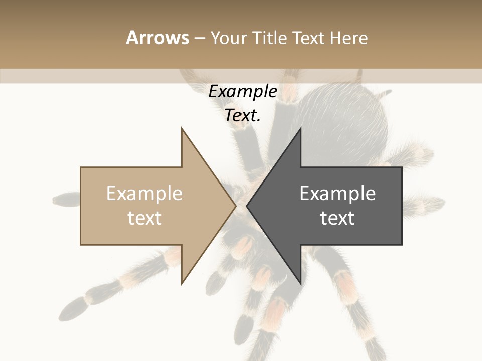 Arachnid Wild Poisonous PowerPoint Template