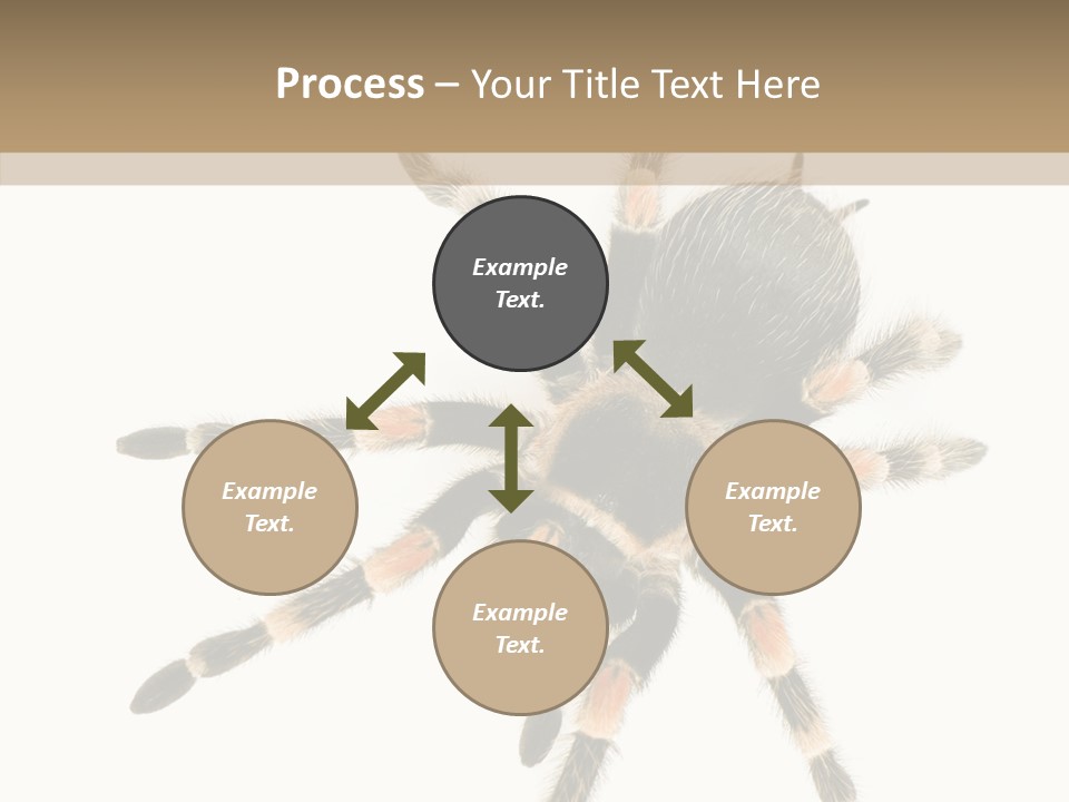 Arachnid Wild Poisonous PowerPoint Template
