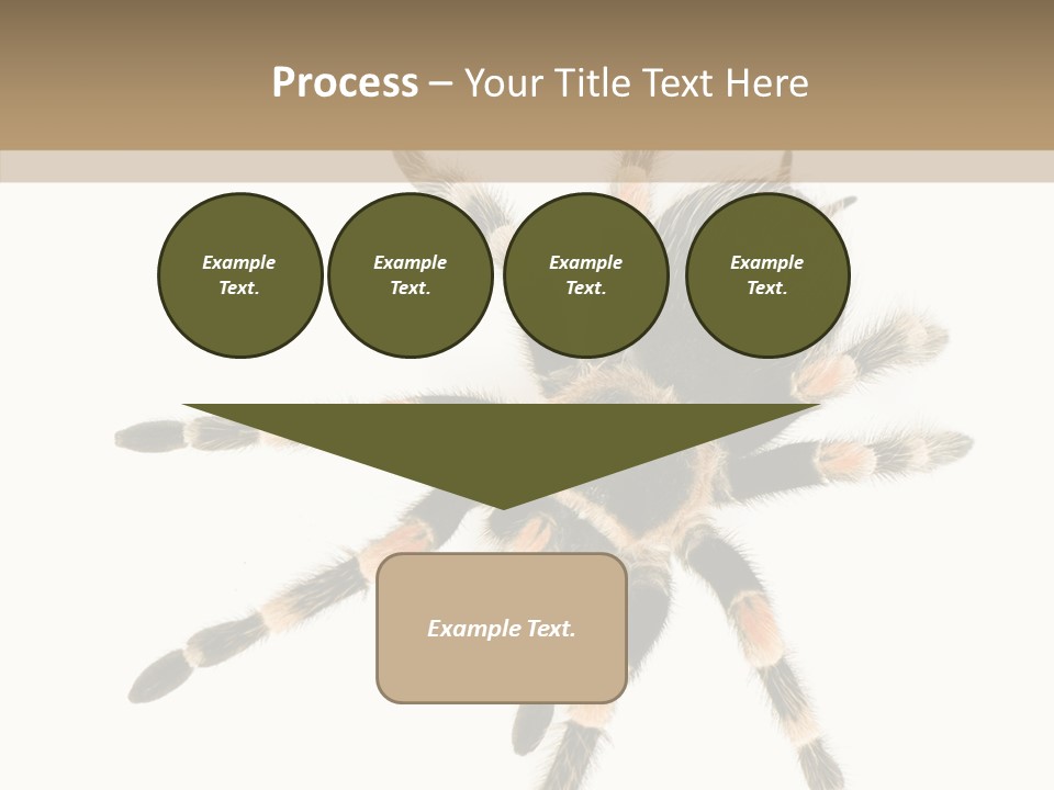Arachnid Wild Poisonous PowerPoint Template