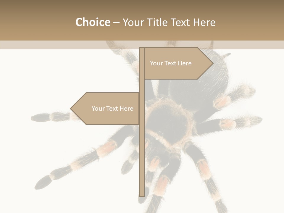 Arachnid Wild Poisonous PowerPoint Template