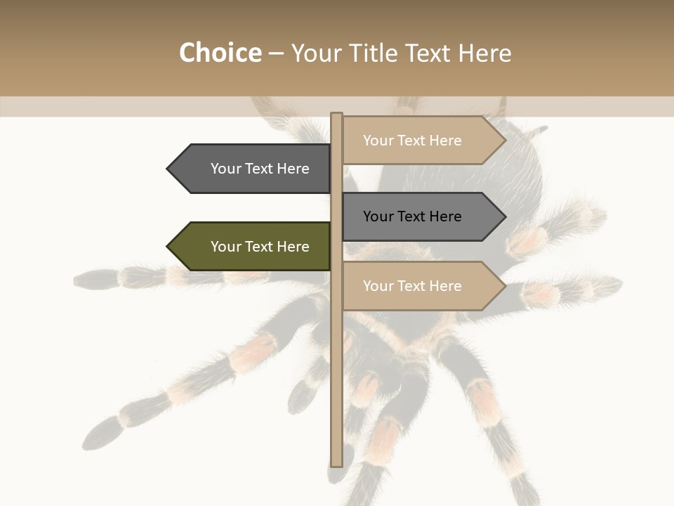 Arachnid Wild Poisonous PowerPoint Template